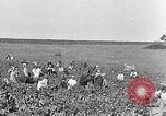 Image of grape harvest France, 1931, second 3 stock footage video 65675031149