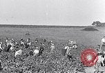 Image of grape harvest France, 1931, second 4 stock footage video 65675031149