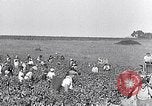Image of grape harvest France, 1931, second 7 stock footage video 65675031149