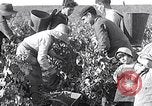 Image of grape harvest France, 1931, second 9 stock footage video 65675031149