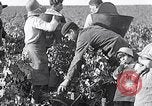 Image of grape harvest France, 1931, second 10 stock footage video 65675031149