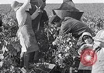Image of grape harvest France, 1931, second 11 stock footage video 65675031149