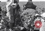 Image of grape harvest France, 1931, second 12 stock footage video 65675031149