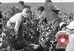 Image of grape harvest France, 1931, second 13 stock footage video 65675031149