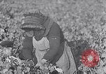 Image of grape harvest France, 1931, second 14 stock footage video 65675031149