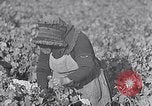 Image of grape harvest France, 1931, second 15 stock footage video 65675031149