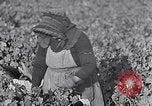 Image of grape harvest France, 1931, second 16 stock footage video 65675031149
