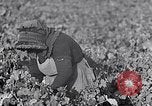 Image of grape harvest France, 1931, second 17 stock footage video 65675031149