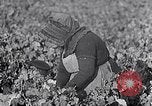 Image of grape harvest France, 1931, second 18 stock footage video 65675031149