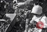 Image of grape harvest France, 1931, second 19 stock footage video 65675031149