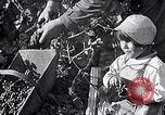 Image of grape harvest France, 1931, second 20 stock footage video 65675031149
