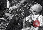 Image of grape harvest France, 1931, second 21 stock footage video 65675031149