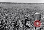 Image of grape harvest France, 1931, second 23 stock footage video 65675031149