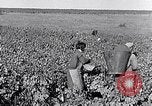 Image of grape harvest France, 1931, second 24 stock footage video 65675031149
