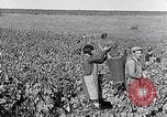 Image of grape harvest France, 1931, second 25 stock footage video 65675031149