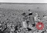 Image of grape harvest France, 1931, second 26 stock footage video 65675031149