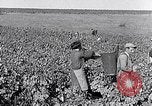Image of grape harvest France, 1931, second 27 stock footage video 65675031149