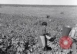 Image of grape harvest France, 1931, second 28 stock footage video 65675031149