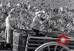 Image of grape harvest France, 1931, second 29 stock footage video 65675031149