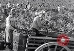 Image of grape harvest France, 1931, second 30 stock footage video 65675031149