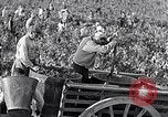 Image of grape harvest France, 1931, second 32 stock footage video 65675031149