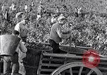 Image of grape harvest France, 1931, second 33 stock footage video 65675031149