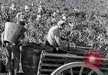 Image of grape harvest France, 1931, second 34 stock footage video 65675031149