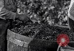Image of grape harvest France, 1931, second 38 stock footage video 65675031149