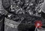 Image of grape harvest France, 1931, second 39 stock footage video 65675031149