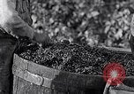 Image of grape harvest France, 1931, second 40 stock footage video 65675031149