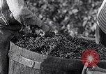Image of grape harvest France, 1931, second 41 stock footage video 65675031149
