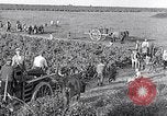 Image of grape harvest France, 1931, second 42 stock footage video 65675031149
