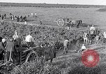 Image of grape harvest France, 1931, second 43 stock footage video 65675031149