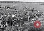 Image of grape harvest France, 1931, second 44 stock footage video 65675031149