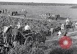 Image of grape harvest France, 1931, second 45 stock footage video 65675031149