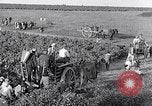 Image of grape harvest France, 1931, second 47 stock footage video 65675031149