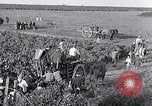 Image of grape harvest France, 1931, second 49 stock footage video 65675031149