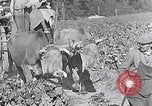 Image of grape harvest France, 1931, second 50 stock footage video 65675031149