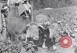 Image of grape harvest France, 1931, second 51 stock footage video 65675031149
