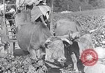 Image of grape harvest France, 1931, second 52 stock footage video 65675031149