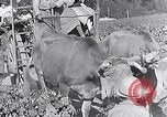 Image of grape harvest France, 1931, second 53 stock footage video 65675031149