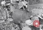 Image of grape harvest France, 1931, second 54 stock footage video 65675031149