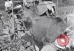 Image of grape harvest France, 1931, second 55 stock footage video 65675031149