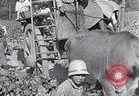 Image of grape harvest France, 1931, second 56 stock footage video 65675031149