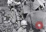 Image of grape harvest France, 1931, second 57 stock footage video 65675031149
