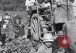 Image of grape harvest France, 1931, second 58 stock footage video 65675031149