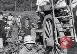 Image of grape harvest France, 1931, second 60 stock footage video 65675031149