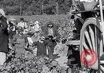 Image of grape harvest France, 1931, second 62 stock footage video 65675031149