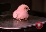 Standbild Ernährung Wert Beltsville Maryland USA, 1948, aus Sekunde 22 historischem Filmmaterial Videoclip 65675031182