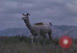 Immagine di Osservatorio Jicamarca Lima Peru, 1963, secondo 59 filmato di repertorio 65675031240